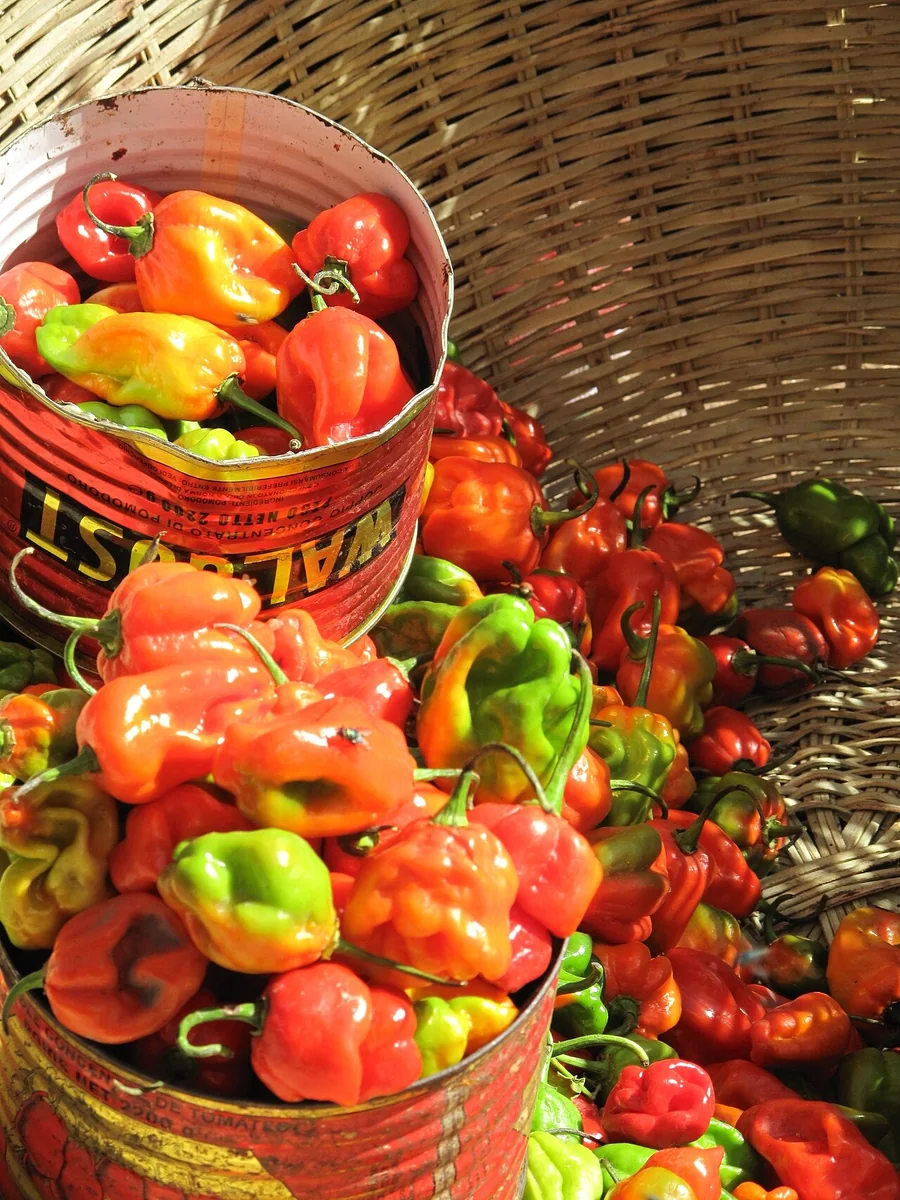 Bundles of red chillies arranged for sale in Serrekunda Market
