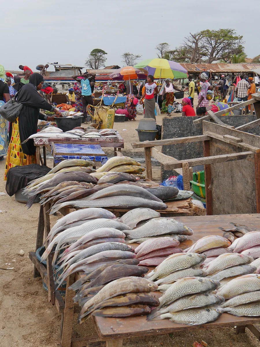 Fish sellers and the daily catch at Tanji in The Gambia